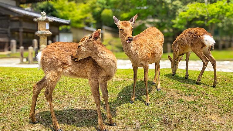 Nara Park, Nara