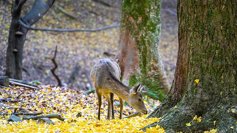 Nara Park, Nara
