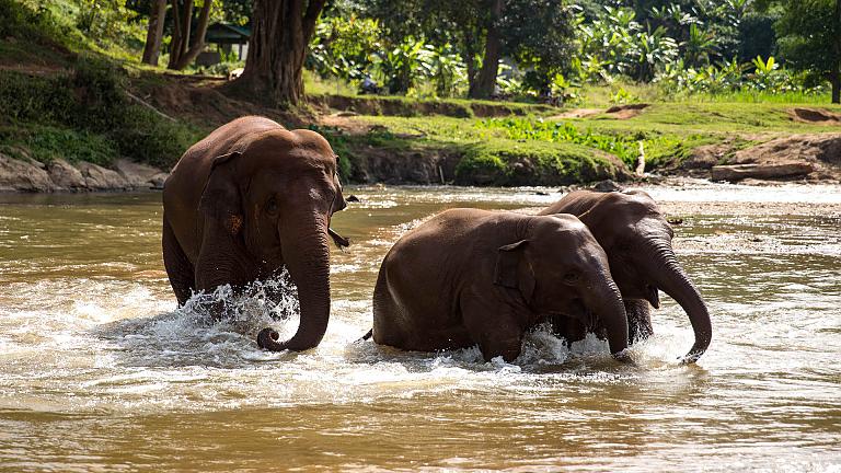 Ethical Elephant Sanctuary