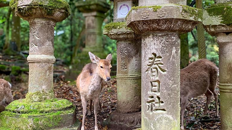 Kasuga Shrine, Nara