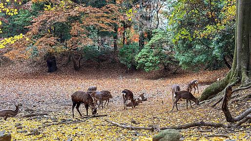 Nara Park, Nara
