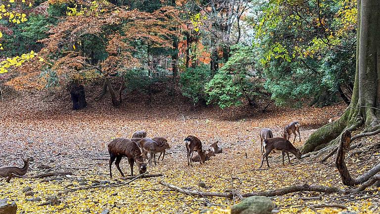 Nara Park, Nara